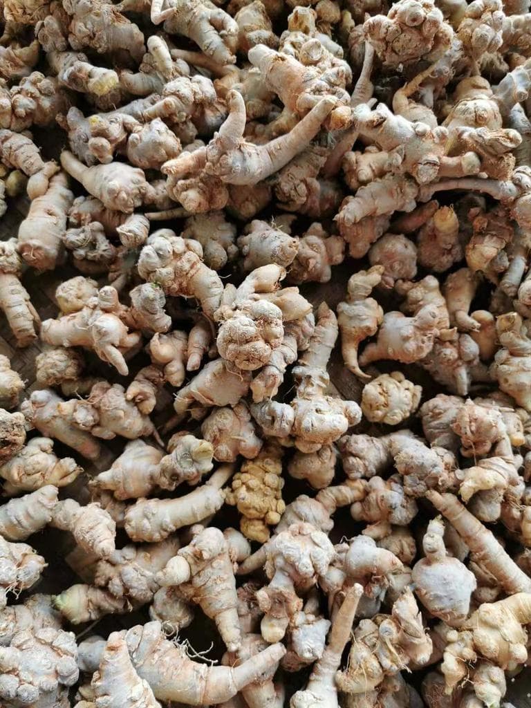 Notoginseng