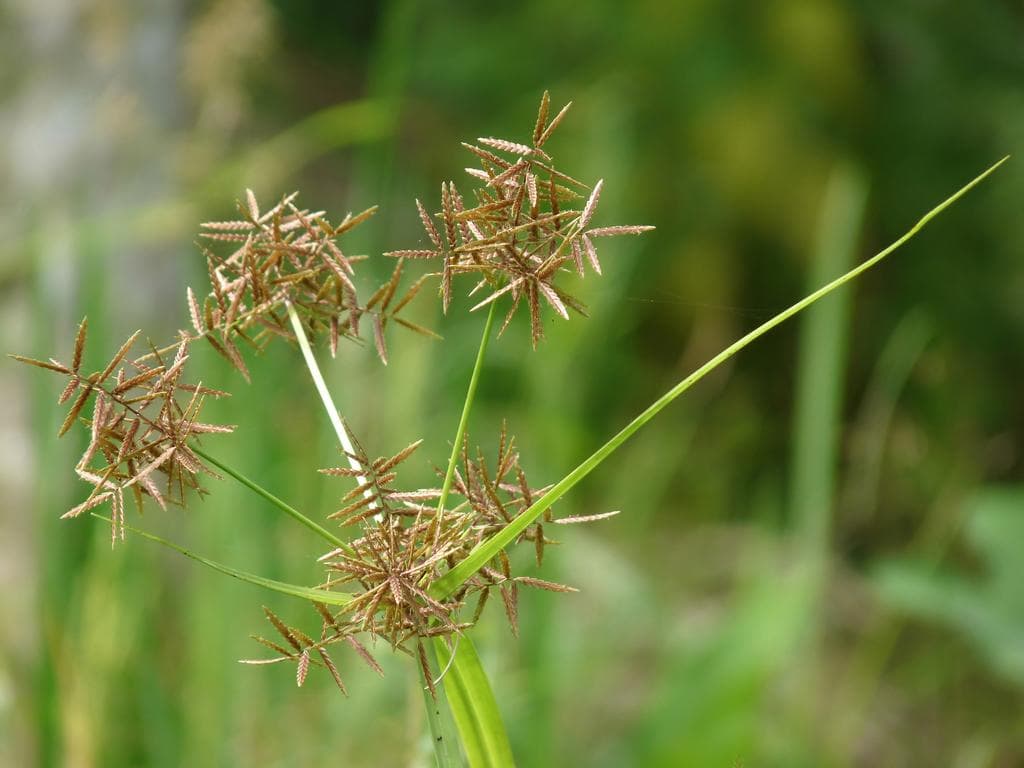 Nutgrass