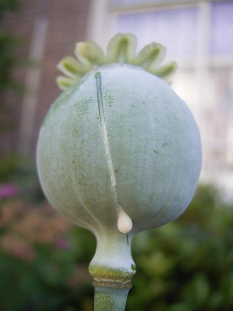 Opium poppy