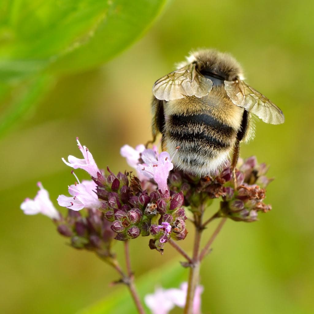 Oregano