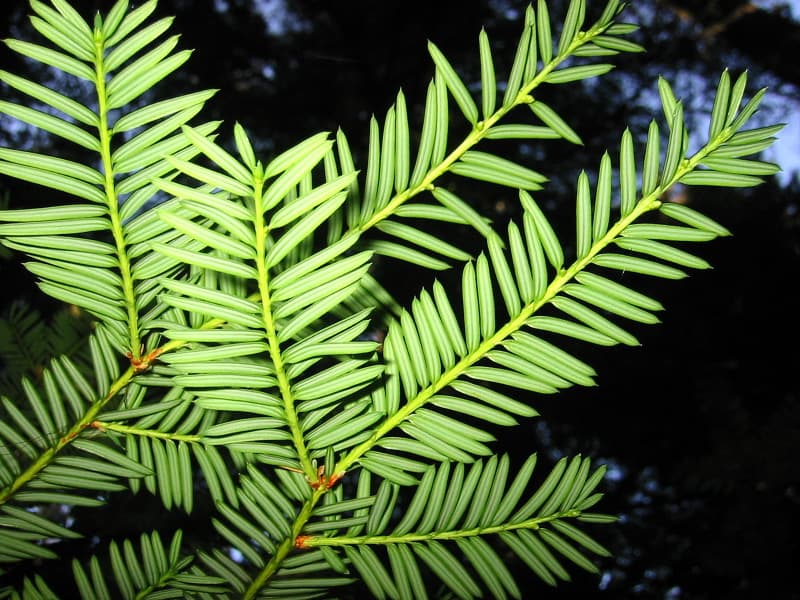 Pacific yew