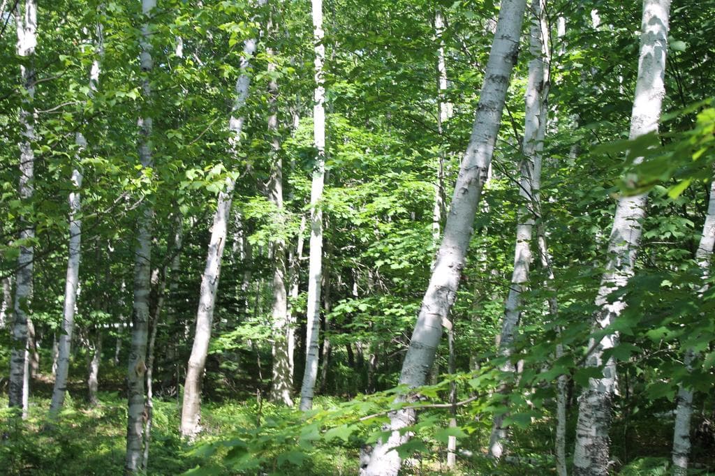 Paper Birch