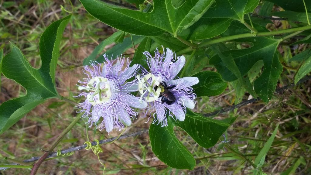 Passionflower