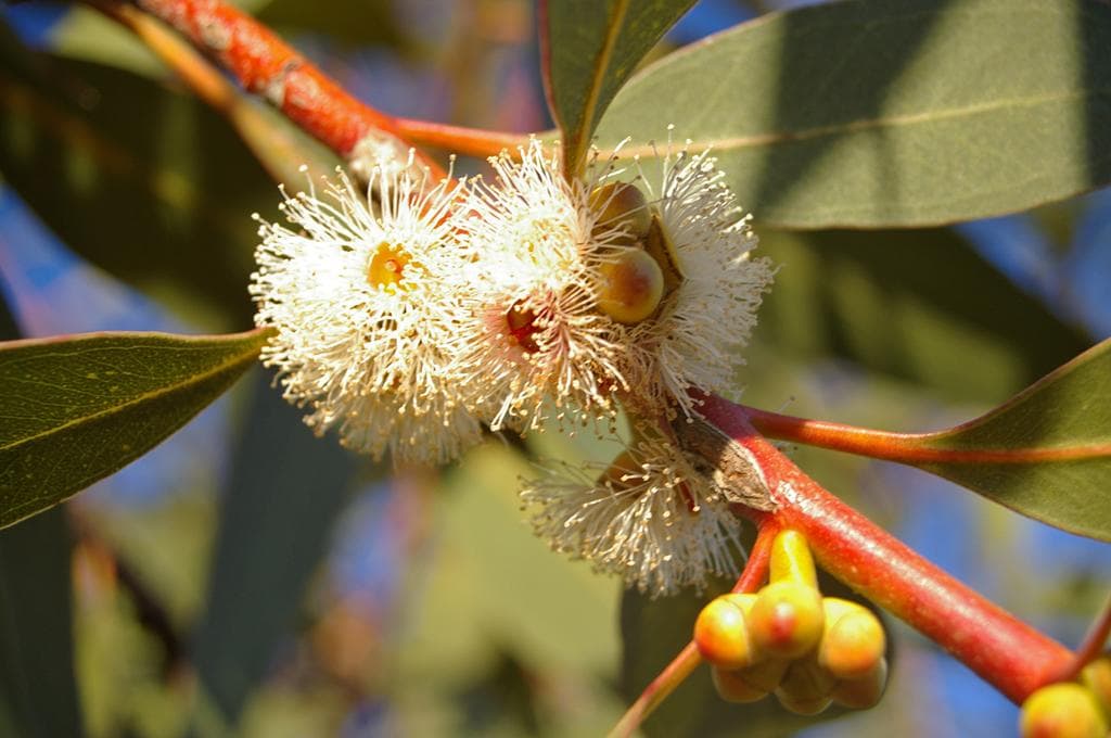 Peppermint Eucalyptus