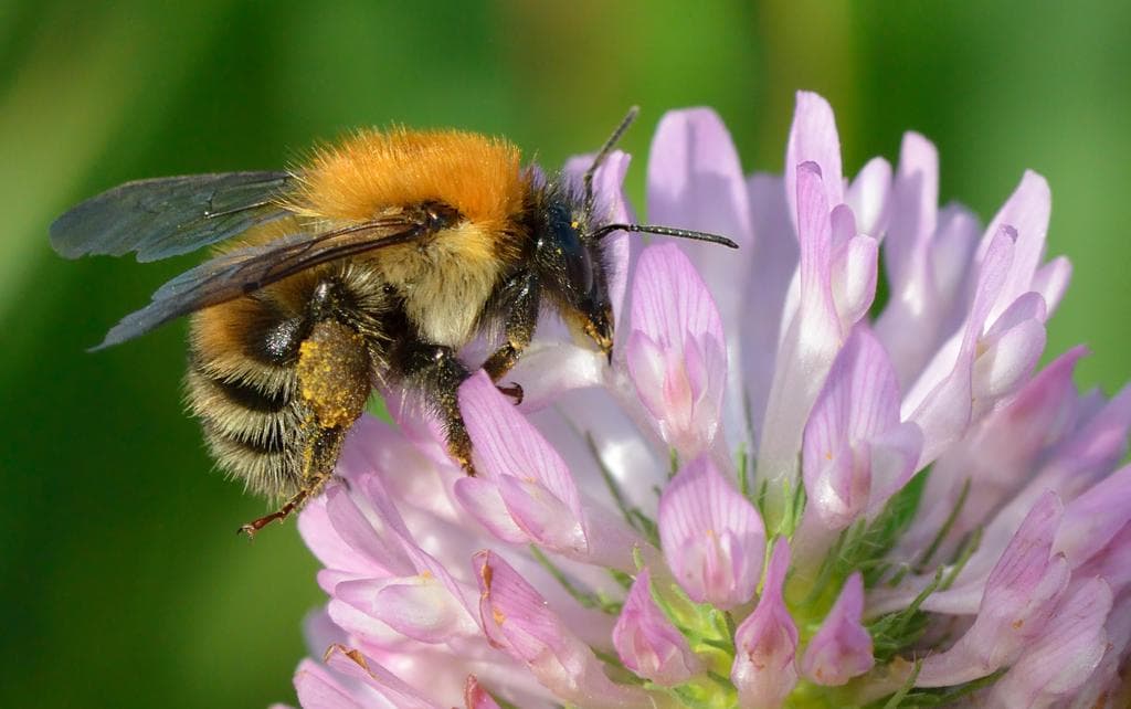 Red Clover