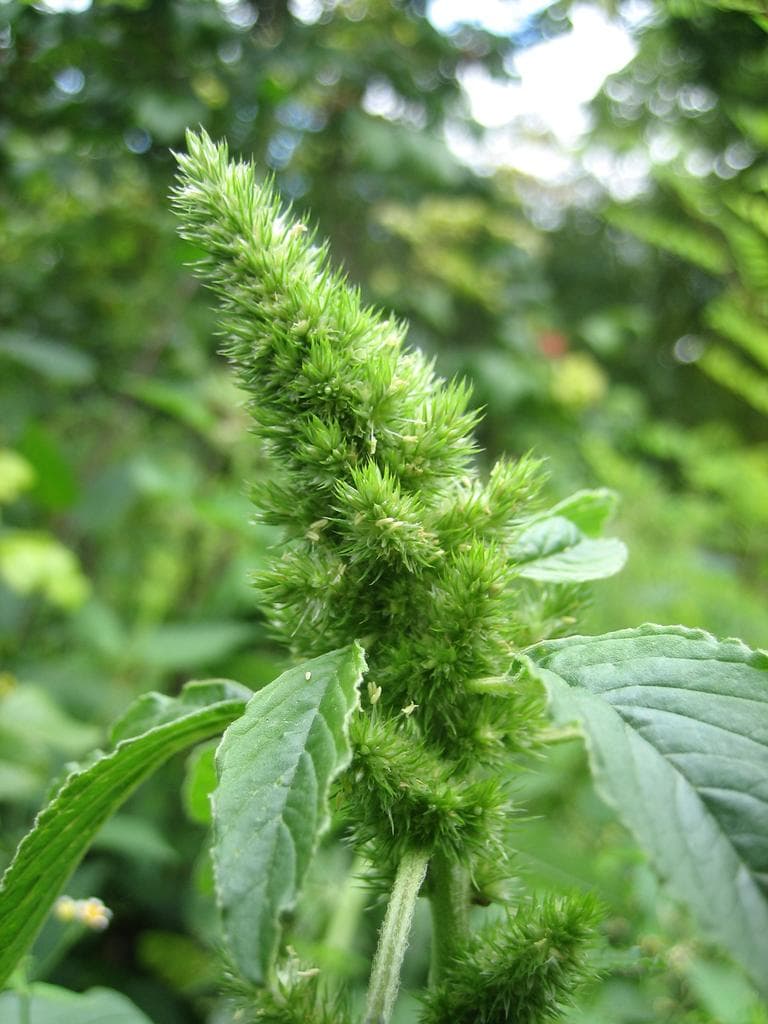 Red-root amaranth