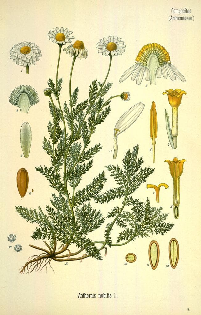 Roman Chamomile