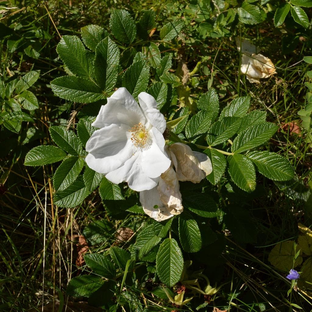 Rugosa Rose