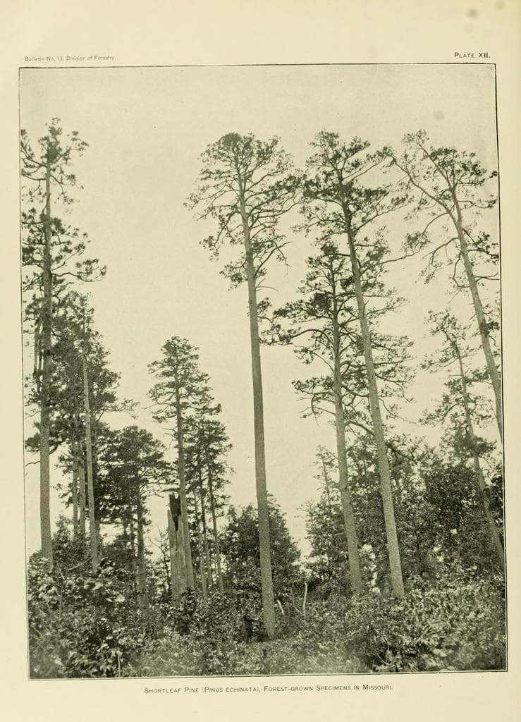 Shortleaf Pine