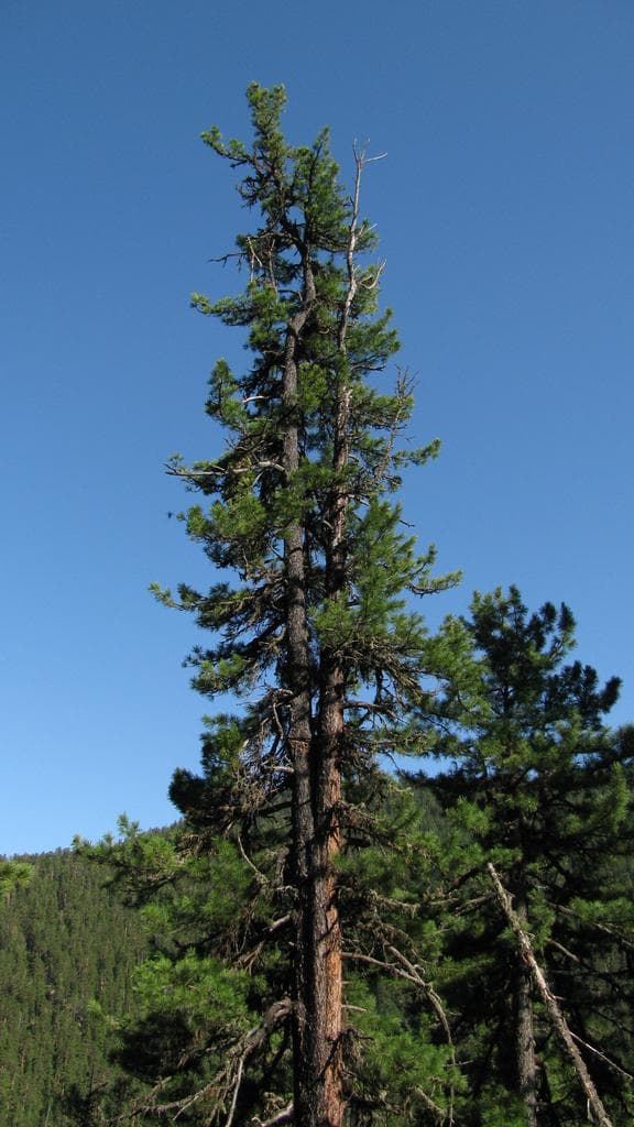 Siberian Pine