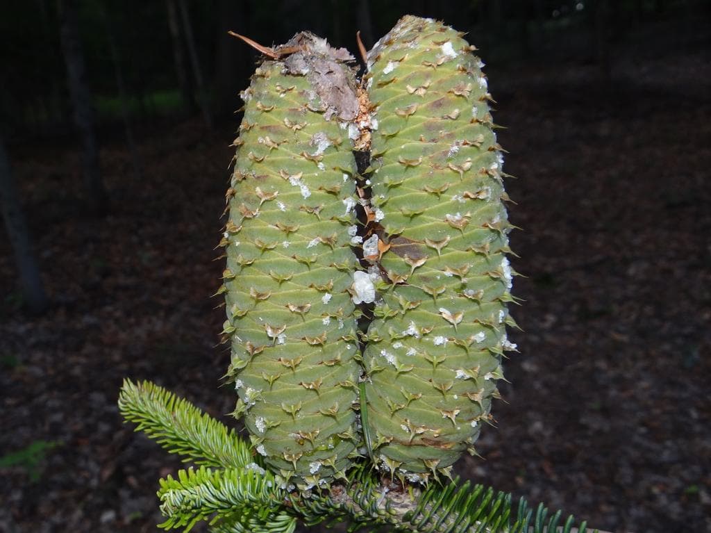 Silver Fir