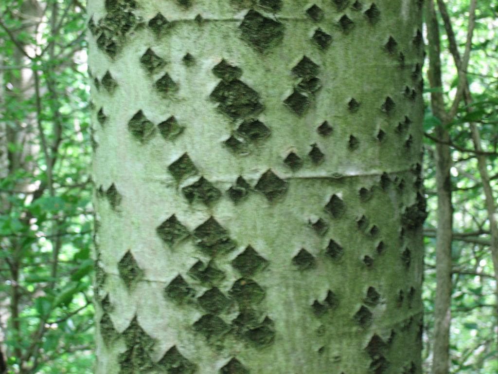 Silver Poplar