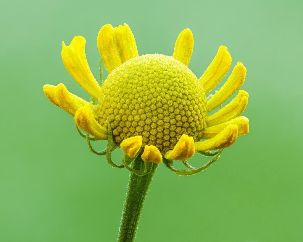 Sneezeweed