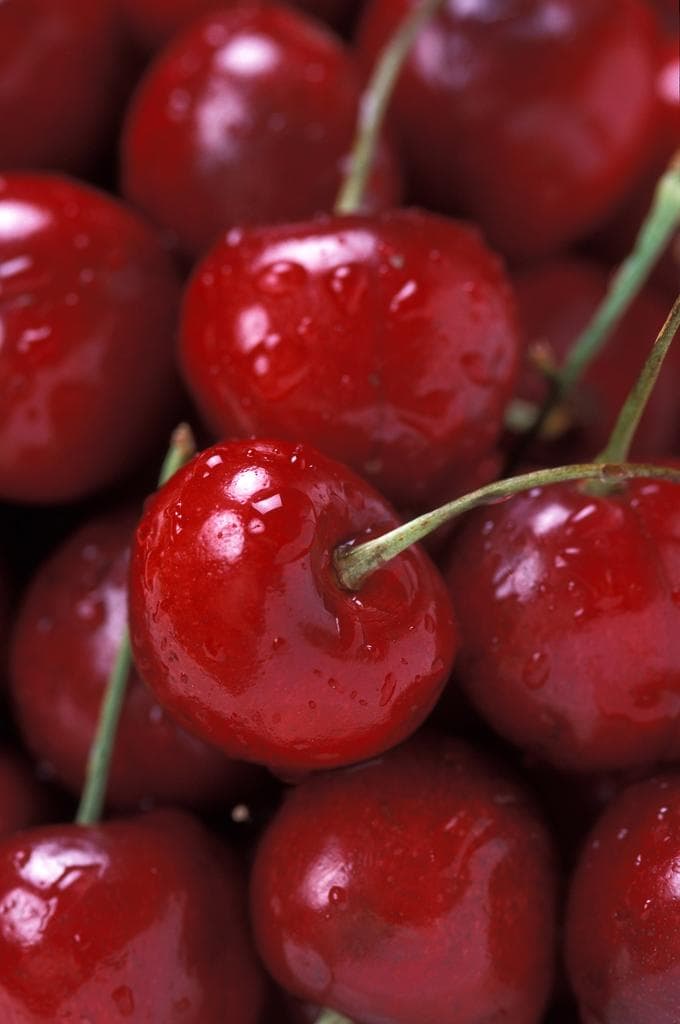 Sour cherry