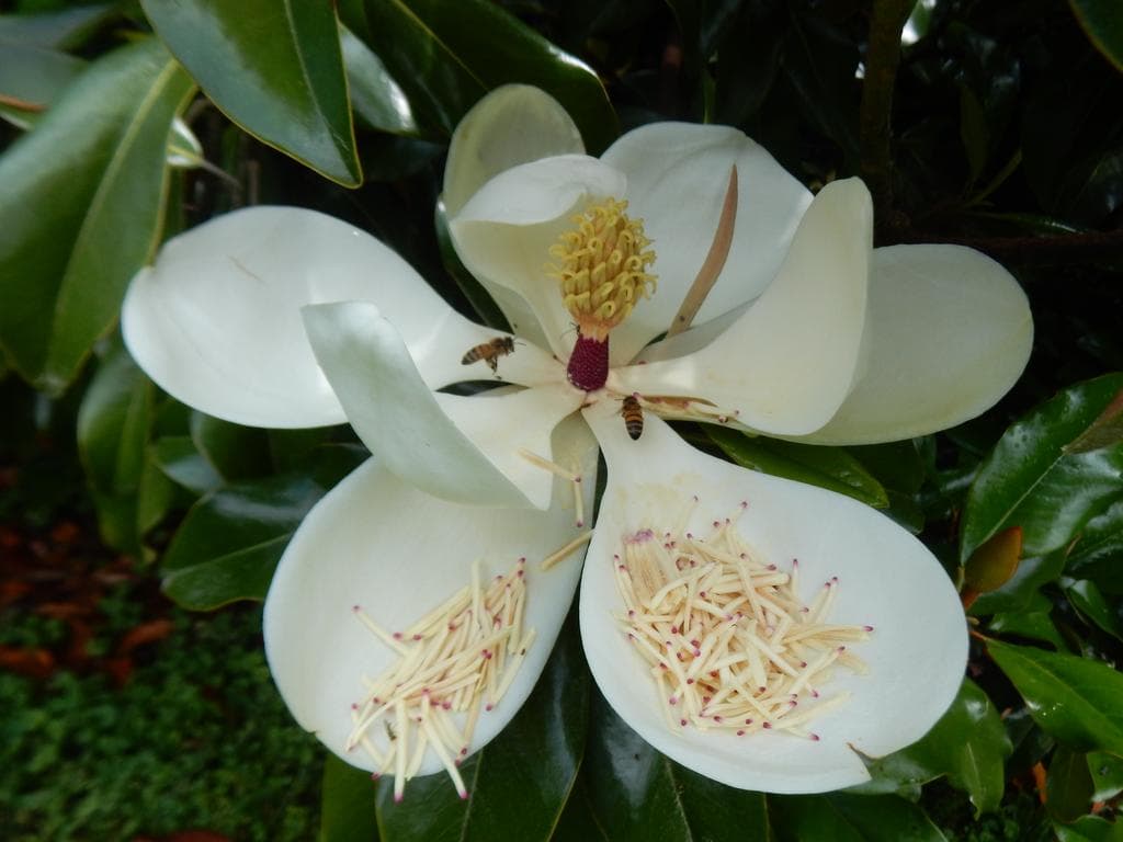 Southern Magnolia