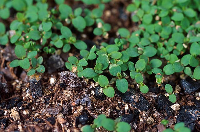 St. John's Wort