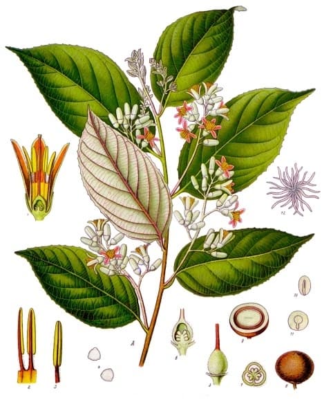 Styrax