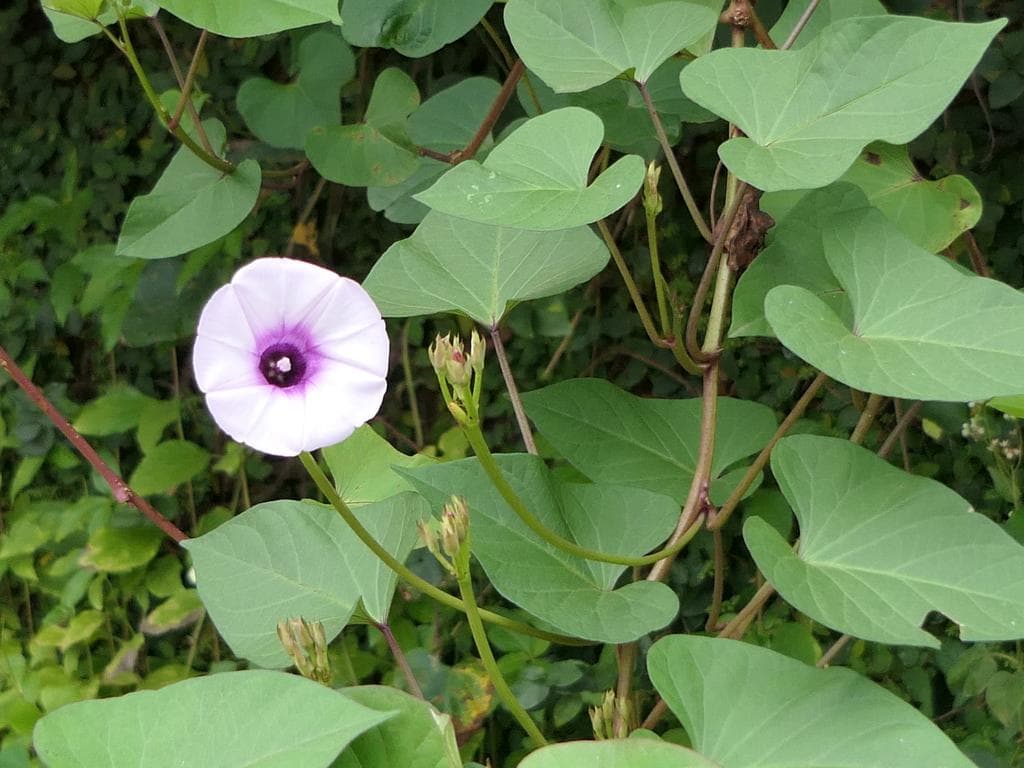 Sweet Potato