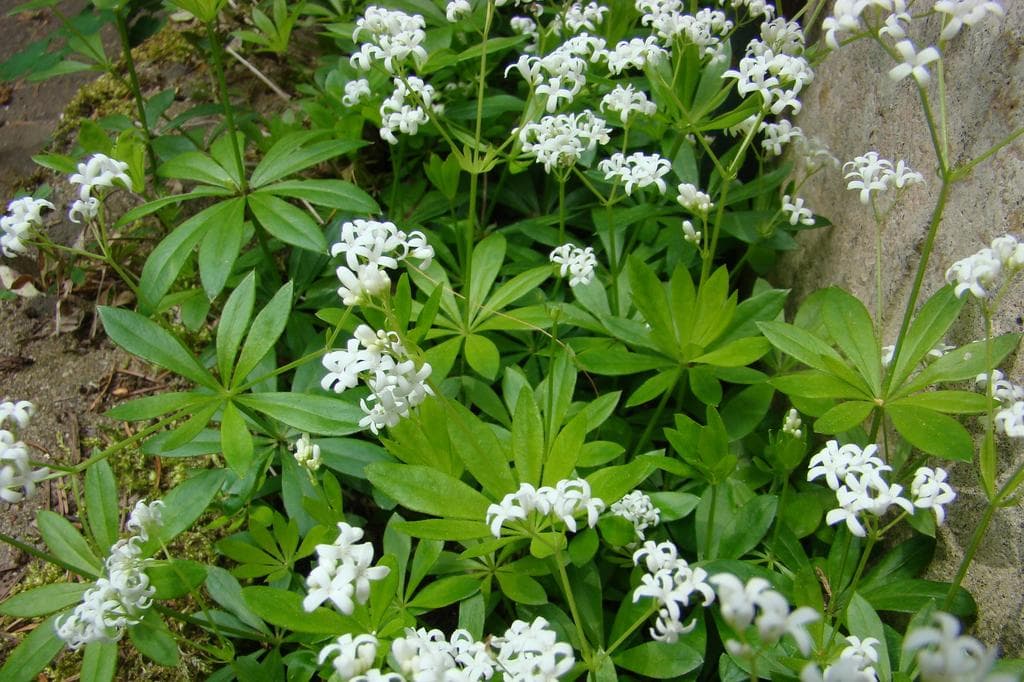 Sweet Woodruff