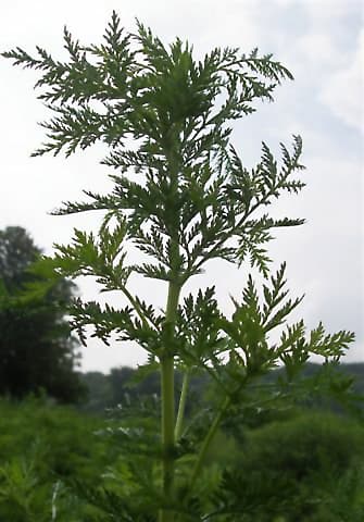 Sweet wormwood