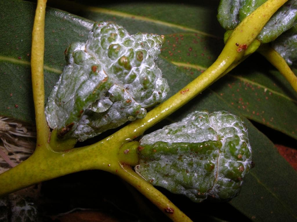 Tasmanian blue gum