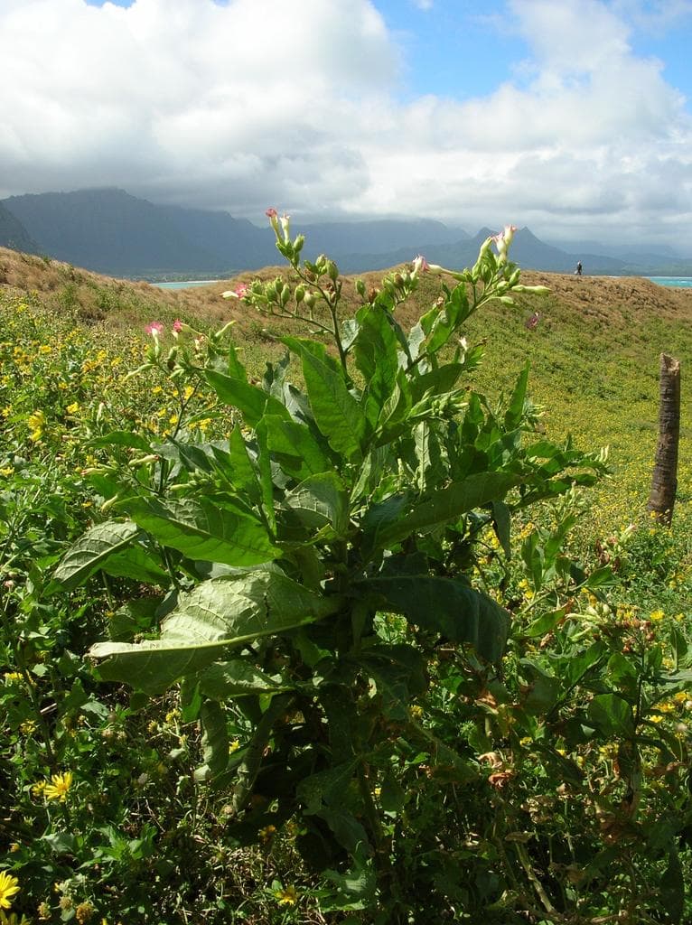 Tobacco plant