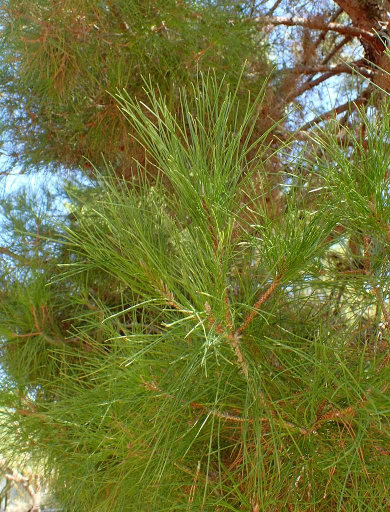 Turkish pine