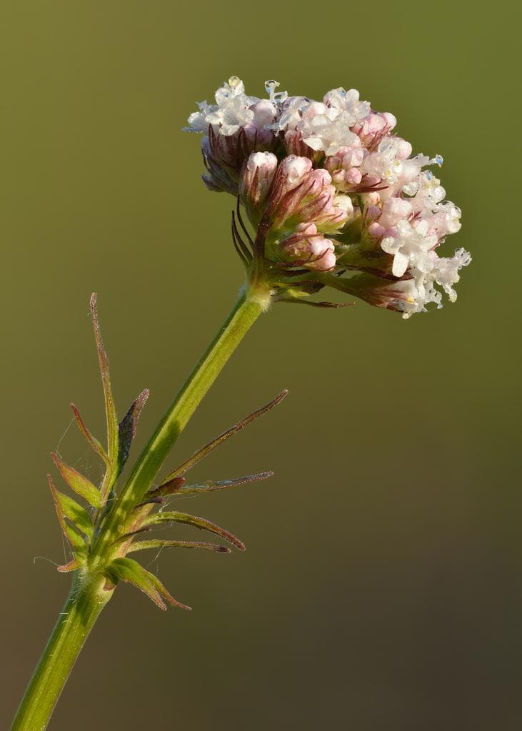 Valerian