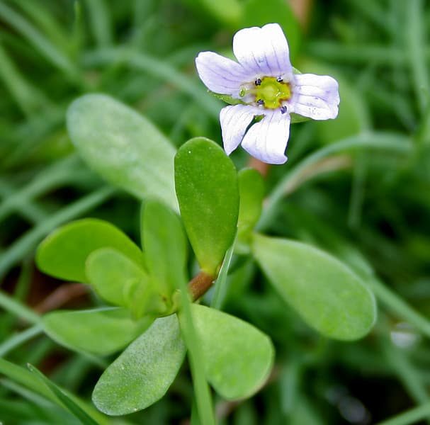 Water hyssop