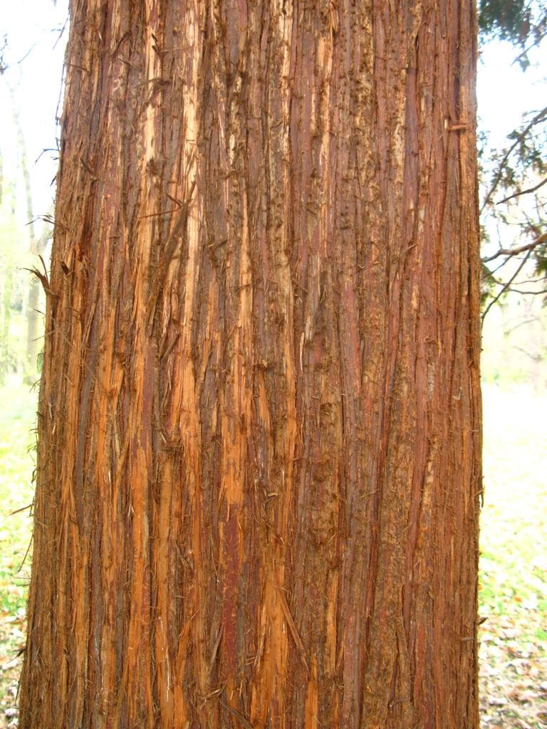 Western Red Cedar