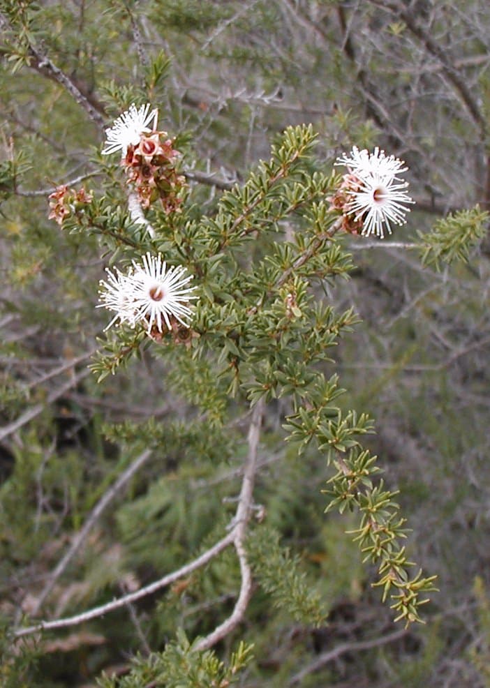 White Kunzea