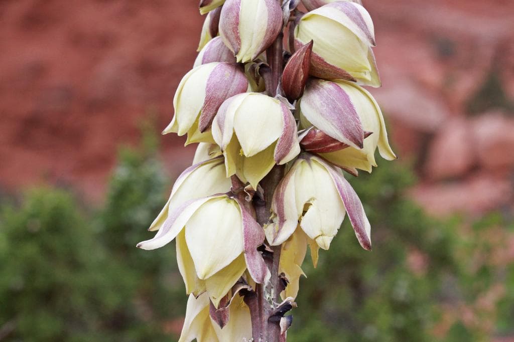 Yucca